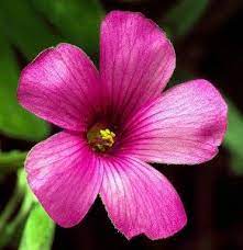 National Flower Of Ireland A Different Shamrock Irish Flower Tattoo Irish Flower Flowers