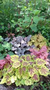 Colorful Foliage In The Shade Foliage Plants Shade Plants Plants