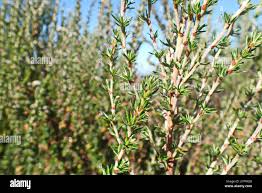 Image result for Cliffortia