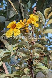 Image result for Markhamia tomentosa
