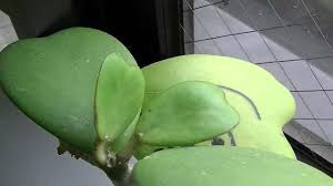 Maybe you would like to learn more about one of these? The Growth Of Plant 4 Hoya Kerrii Time Lapse 1t 40sec Youtube