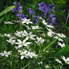 Image result for Ornithogalum