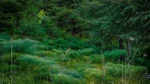 غابة تازارين من غابات الاطلس البليدي منتديات الشروق أونلاين country roads natural landmarks forest