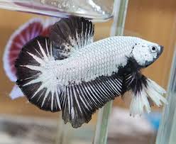 Platinum Black Dragon Hmpk Male 1 Black Dragon Auction Platinum