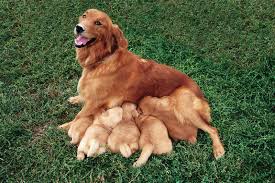 Male dogs can still have puppies when get to 12 years old. Dog Reproductive Cycle Britannica