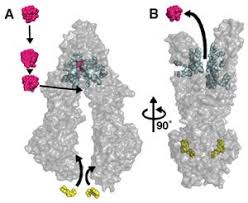 Image result for P-Glycoprotein
