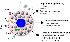 Image result for Mast Cell