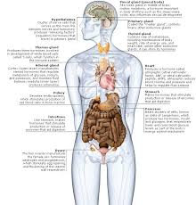 Pin By Lablasco On Learn The Body Book Medical Illustration Follicle Stimulating Hormone