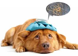 A cat can become infected with hookworms in a few ways. 5 How Long Will My Puppy Poop Worms After Deworming Wewpet