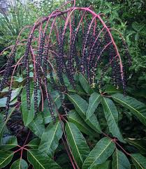 Image result for Dewevrella