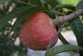 Meskipun anda sudah lama ingin memperbaiki kursi kantor, tetapi jika kerusakannya sudah parah, lebih baik anda menyingkirkan benda ini dari rumah. Cara Mengeluarkan Asid Urik Siapa Sarip Dol Fan Club Facebook