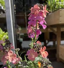 Image result for Eriospermum seineri