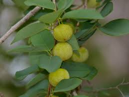 Image result for Pseudolachnostylis maprouneifolia
