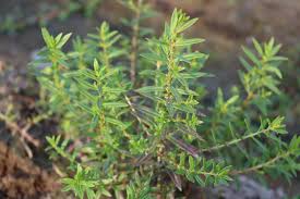 Image result for Oldenlandia corymbosa