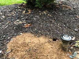 Chipmunks build their homes free of dirt at the entrances and exits. Snakes Or Beetles Or Crawdads Just Kidding About The Crawdads But What Is Digging These Holes In My Mulch Bed Each One Is About Big Enough For Me To Stick My Index