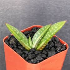 Image result for Aloe zebrina