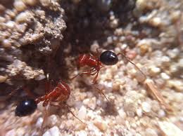 Very small (1/16 or 2 mm), with a black/brown head and pale abdomen. Ants Nathen S Miraculous Escape