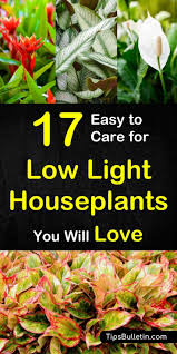 Try a chunky orchid potting mix to keep roots healthy. 17 Houseplants That Don T Need Much Light