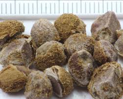 Image result for Argyreia