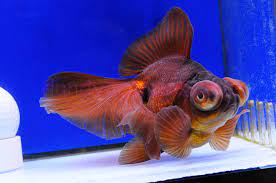 In this picture you can clearly see its bulging telescope eye and its large butterfly tail. Purple Butterfly Telescope Dandyorandas Com