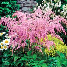 We make shopping quick and easy. Shade Plants Shade Perennials Michigan Bulb Company