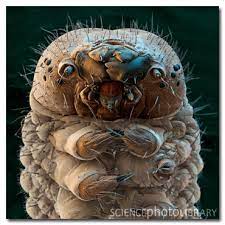 That's a bluebottle fly maggot under an electron microscope. 11 Everyday Things That Are Terrifying Under A Microscope Cracked Com