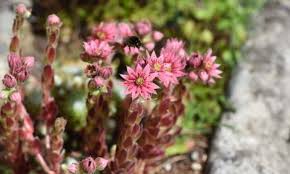 Types of succulents that bloom. 10 The Most Beautiful Flowering Succulents Species