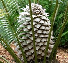 Image result for Zamiaceae