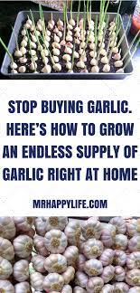 How To Grow Garlic From Clove Organic Gardening Cultivar Ajo Jardineria Beneficios Del Ajo
