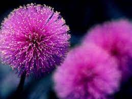 Free Purple Ball Flower Screensaver Screensavers Download Purple Beautiful Flowers Photos Beautiful Flowers Pictures Purple Flowers Wallpaper