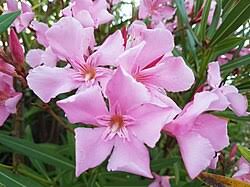 Image result for Apocynaceae subfamily Periplocoideae