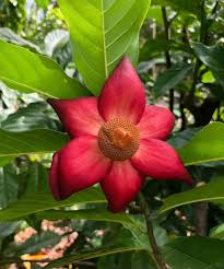 Image result for Uvaria schweinfurthii