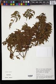 Image result for Grewia holstii