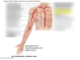 Arteries that branch to the arm and head. Arteries Of Right Arm And Thorax Diagram Quizlet