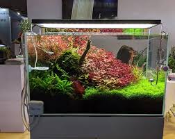 Get the best aquariums in malaysia and read on the guide to cleaning your aquarium below. The 8 Places To Shop For The Best Fish Tanks In Singapore 2021