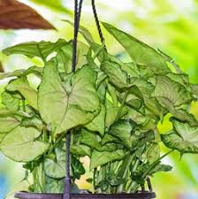 Check out our berry allusion syngonium selection for the very best in unique or custom, handmade pieces from our craft supplies & tools shops. Arrowhead Plant Costa Farms