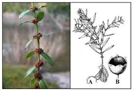 Image result for Ammannia baccifera