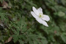 Image result for Aneilema nicholsonii