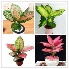 Maybe you would like to learn more about one of these? Indoor Plants Prices And Online Deals Sept 2021 Shopee Philippines