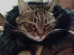 Canan Ekinci Yilmaz Kedi Gibi Malin Olsun Rastgele Bir Yazi Sectim Eskilerden Bu Geldi Kedi Olinda Malta