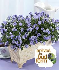 Canterbury Bells Flower Potted Lavender Proflowers Bell Gardens