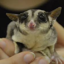 Sugar Glider Cub Creek Science And Animal Camp