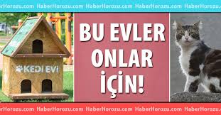 Pamukkale Belediyesi Nden Kedilere Ozel Ev Haber Horozu