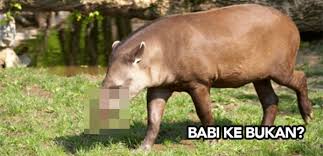Video di bawah menunjukkan contoh haiwan yang hidup secara berkumpulan iaitu sekumpulan singa dan cara mereka memburu makanan. Tolong Jangan Keliru Lima Haiwan Ini Bukan Babi