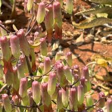 Image result for Xenostegia pinnata