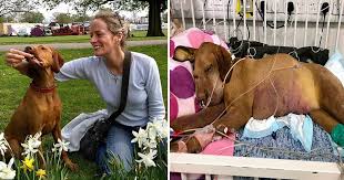 C'est sous son pouvoir qu'on voit des chiens manger des corps humains et même ramener le reste à la maison », s'attriste marcel tankoano, en réactions à des préoccupations soulevées par des journalistes. Une Femme Met En Garde Les Autres Proprietaires D Animaux Alors Que Son Chien Est Decede Cinq Jours Apres Avoir Mange Des Brownies Au Chocolat Vonjour
