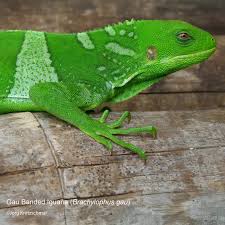 Image result for Blainvillea gayana