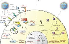 Overview Of Innate Immune Viral Sensing Systems And Microrna Silencing Mechanisms In A Brain Cell Credit M M Mcm Sistema Inmunitario Immunologia Inmunitario