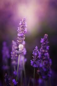 Purple Flowers Are A Great Way To Add Interest To Your Yard Or Landscape See Some Of Our Favorite Purple Garde Lavender Flowers Purple Flowers Lovely Lavender