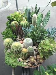 Pin By Robin Jones On Succulents Succulents Plants Cactus Arrangement